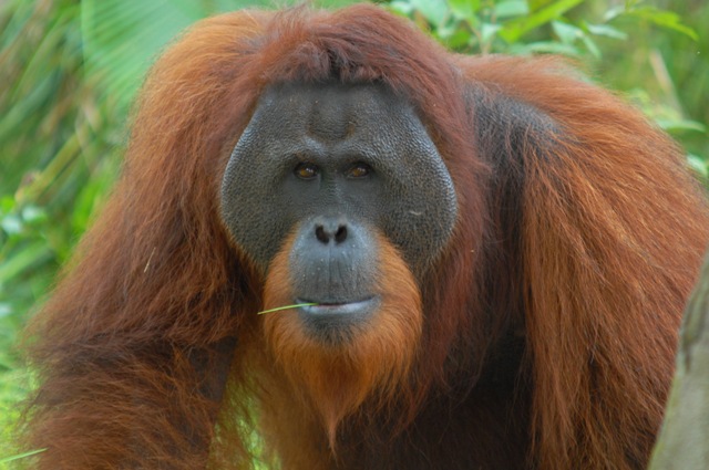 Adult male orangutans galleries 968